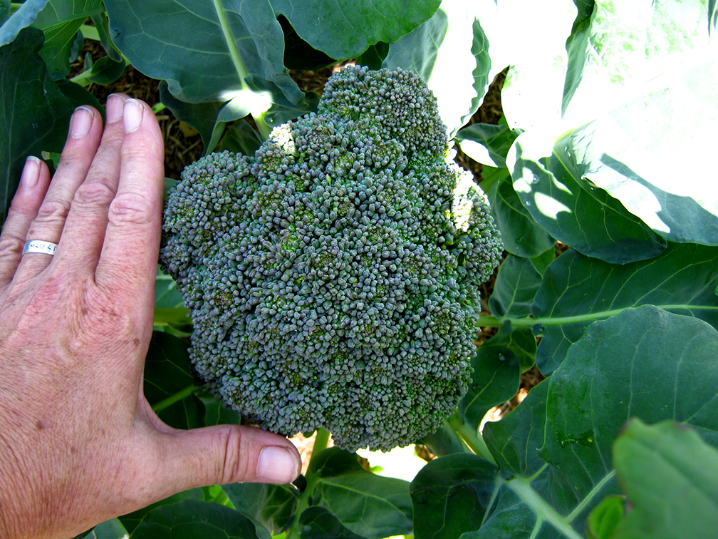 permaculture garden broccoli