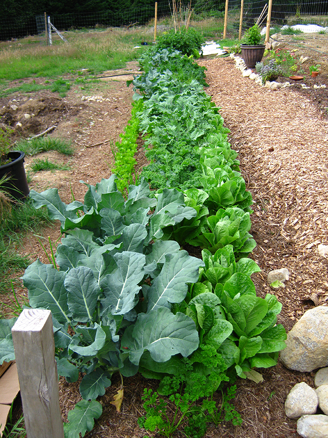 permaculture garden