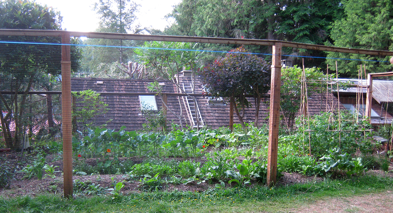 garden in June