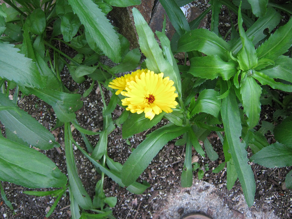 calendula