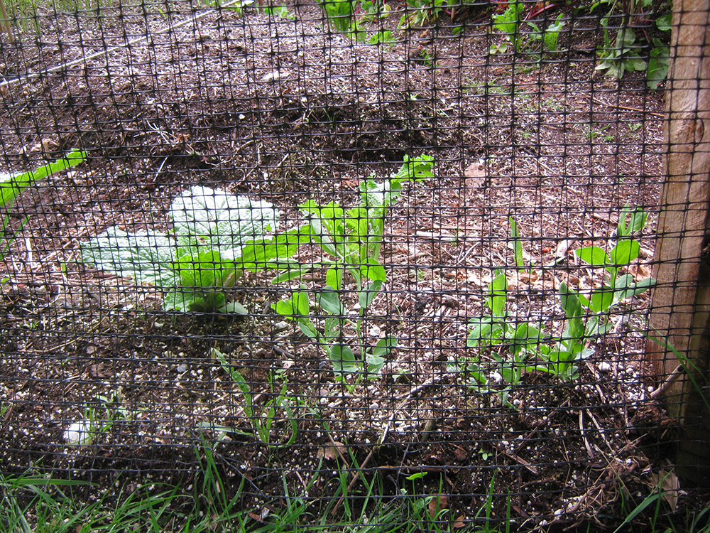 sweet peas and deer fence