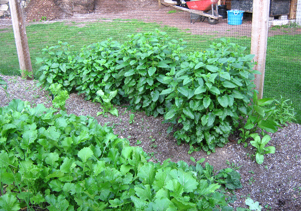 lemon balm