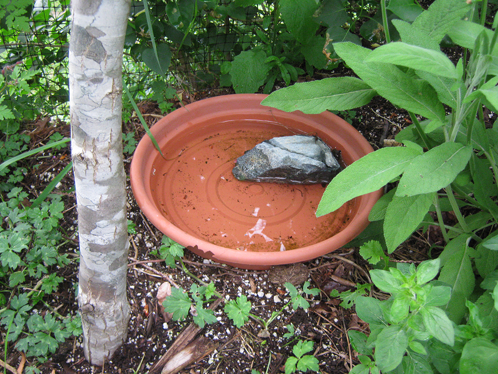 water in the garden