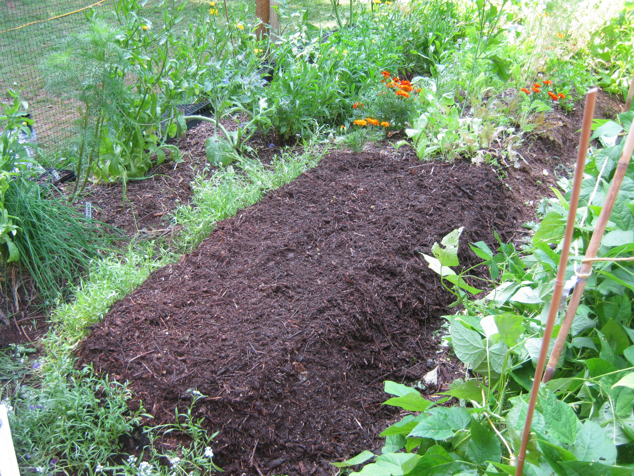 permaculture garden