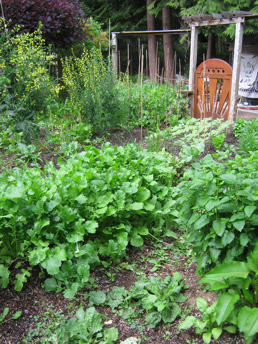 Permaculture garden design ideas