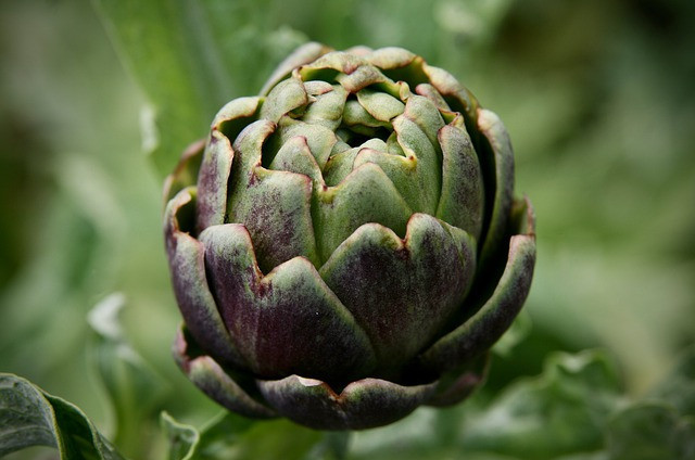 artichoke plants