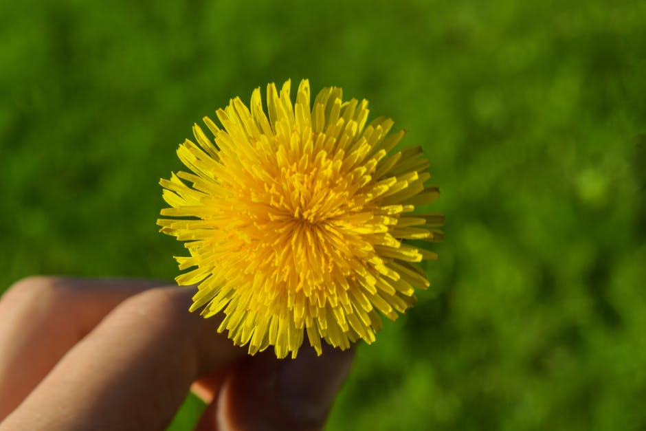 edible dandelion