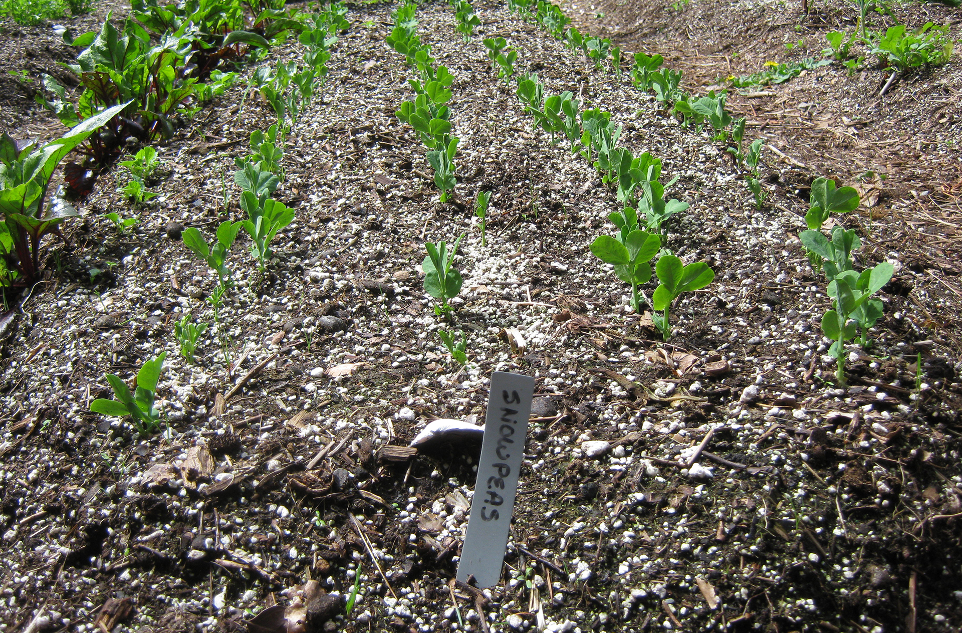 snow peas