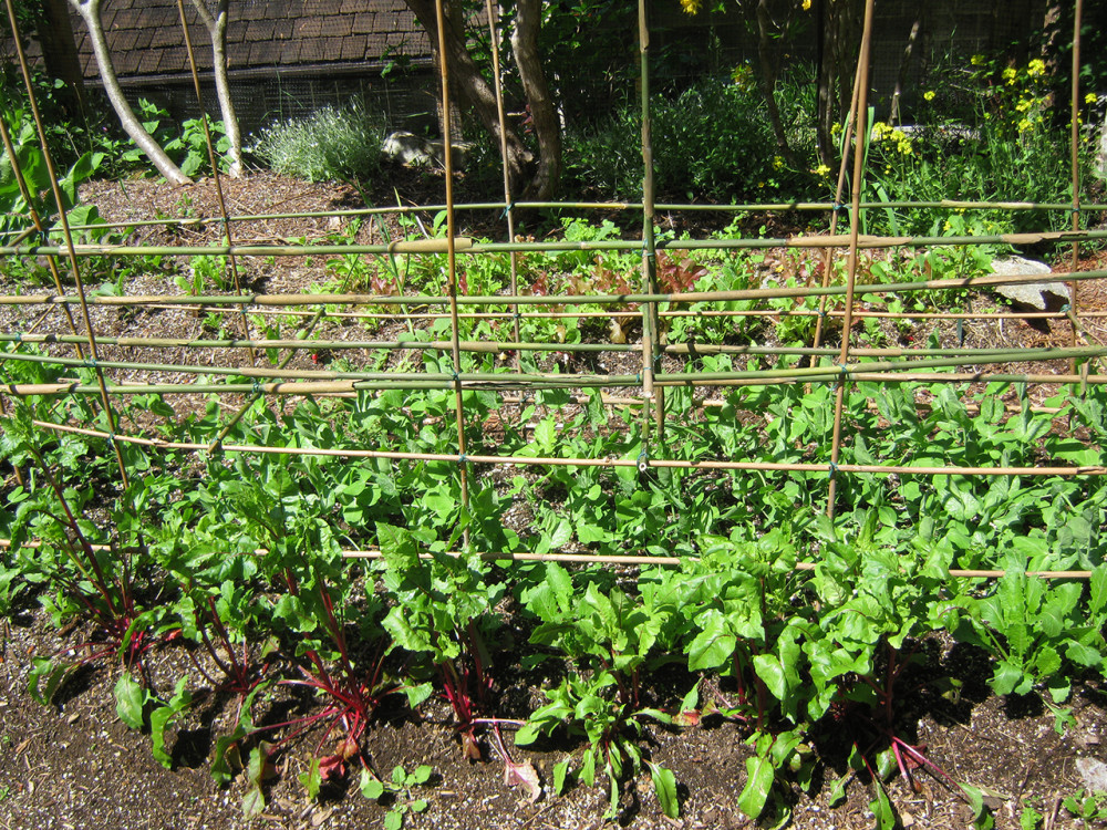 snow pea trellis