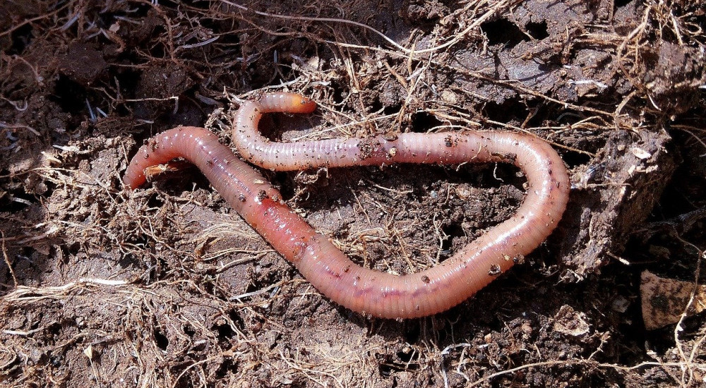 worm compost