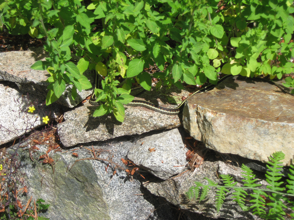 Summer solstice garden update