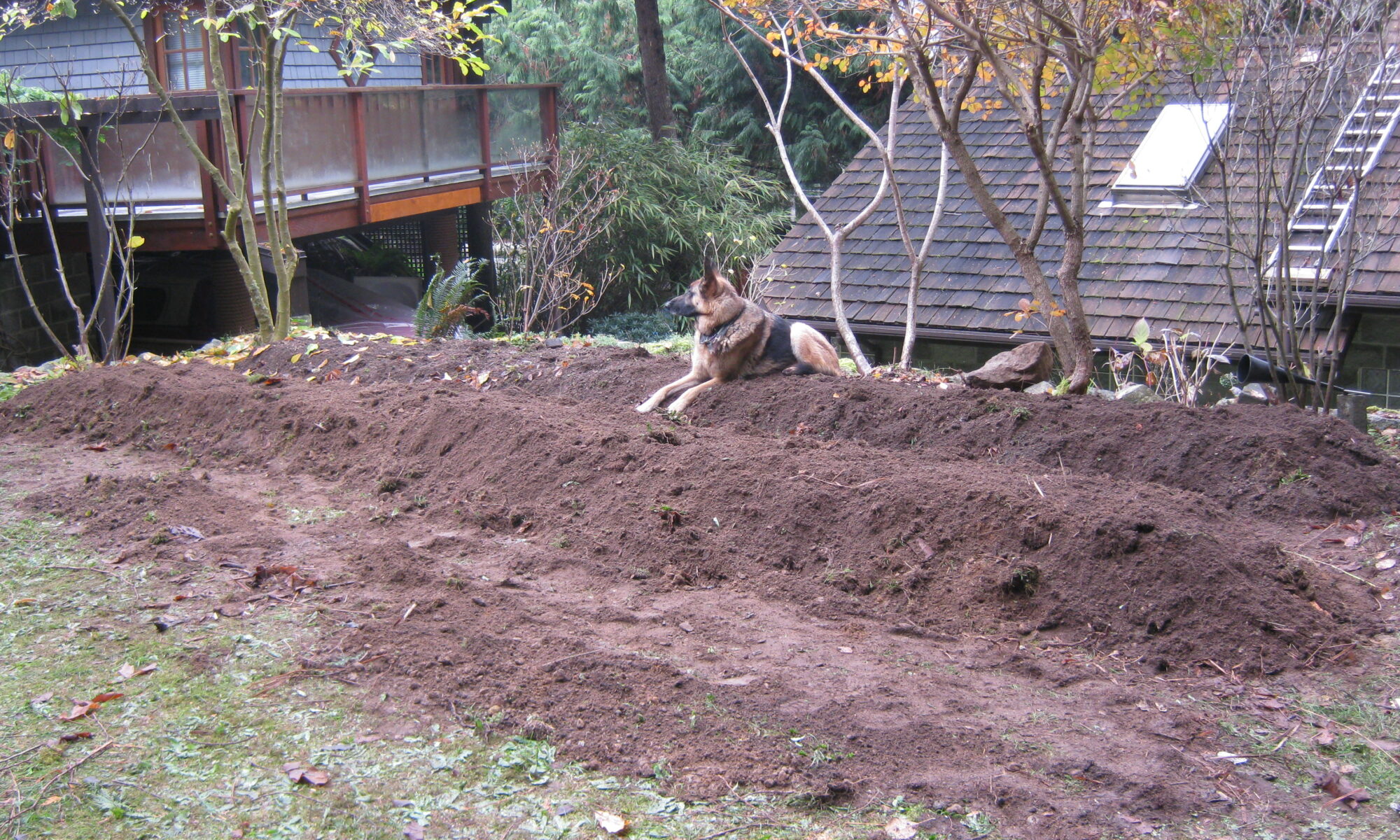 dog in the permaculture garden