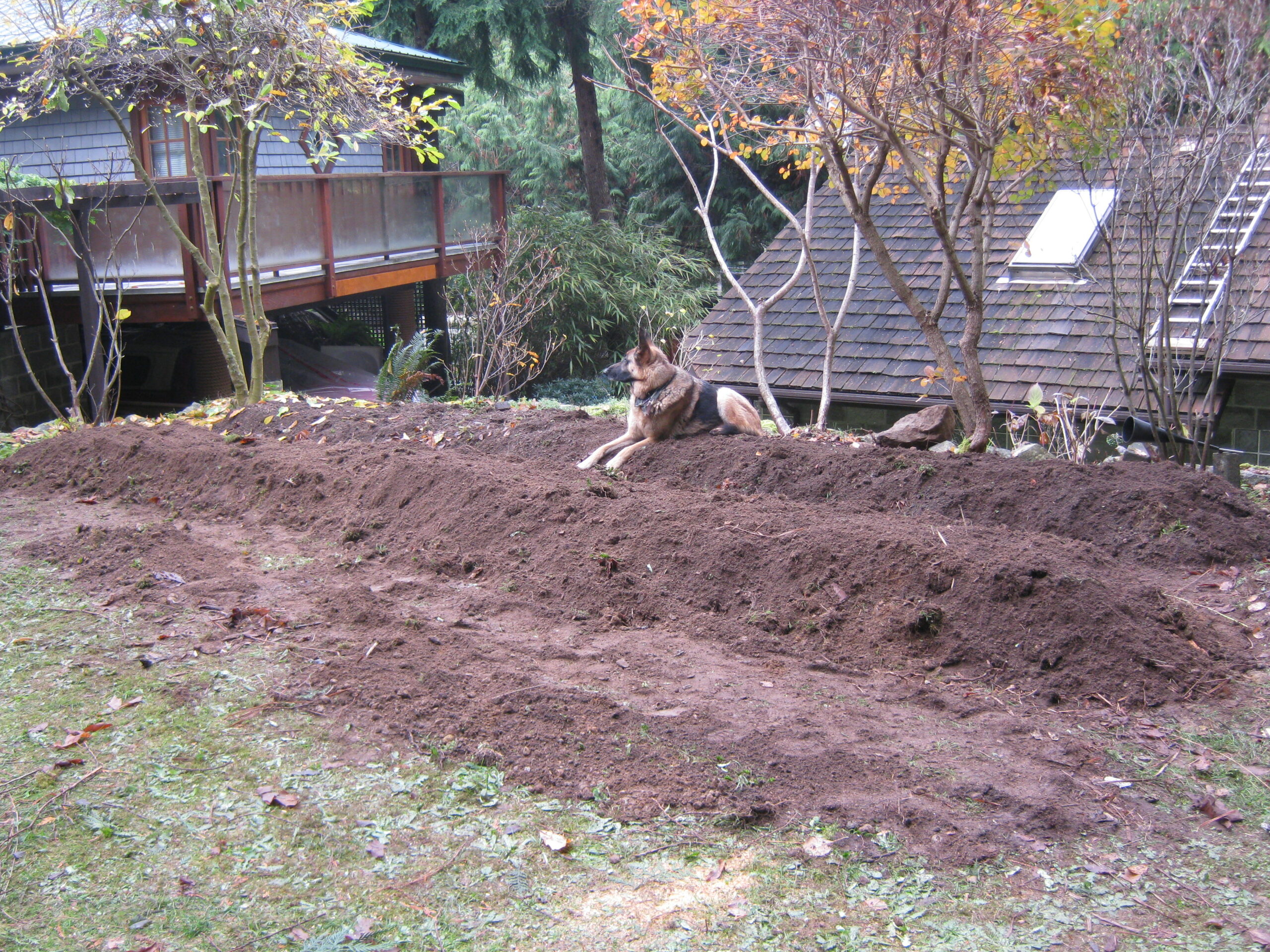 dog in the permaculture garden