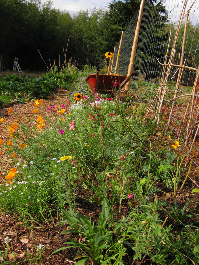 My First Permaculture Vegetable Garden - Living Permaculture