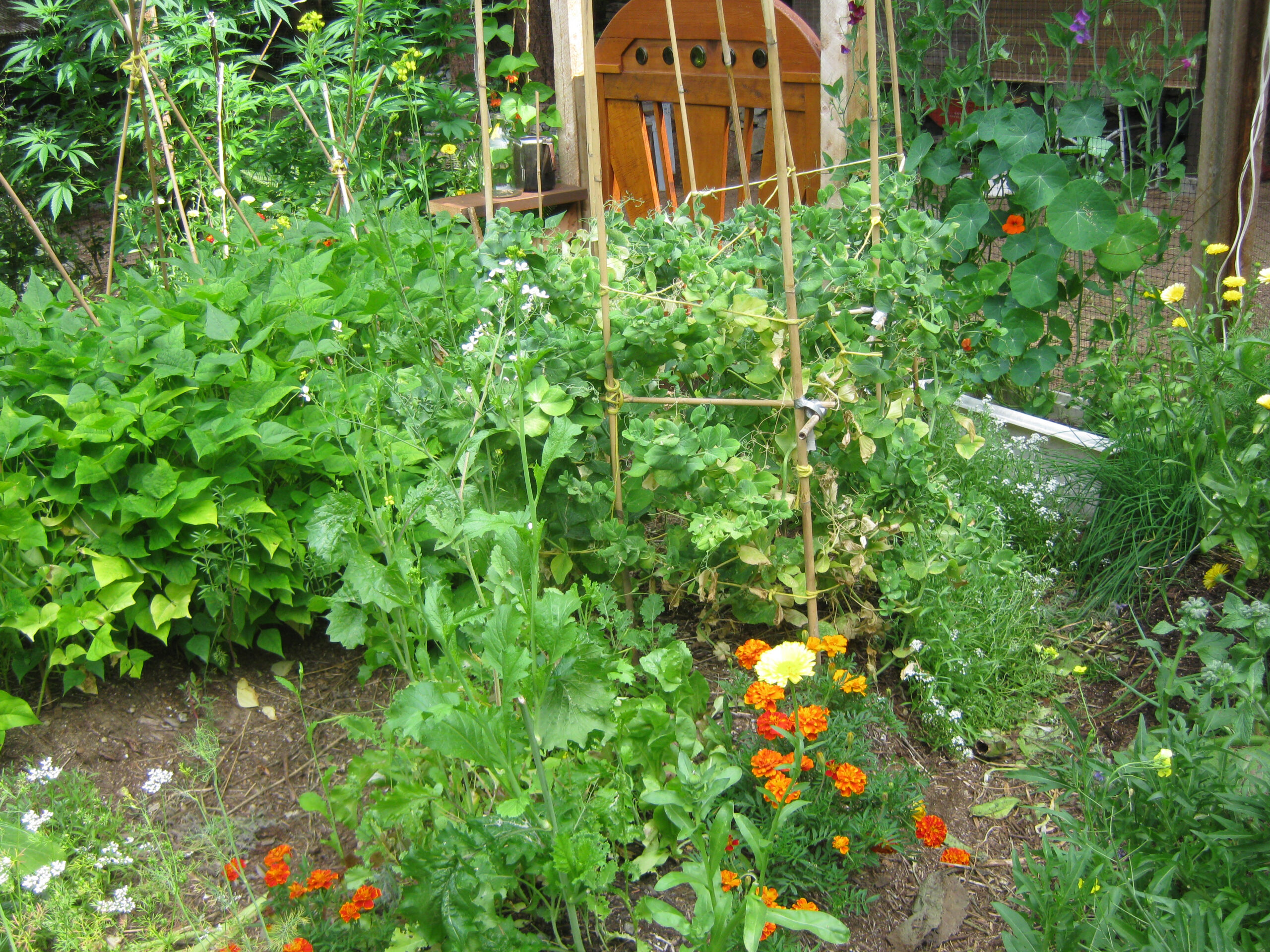 permaculture garden