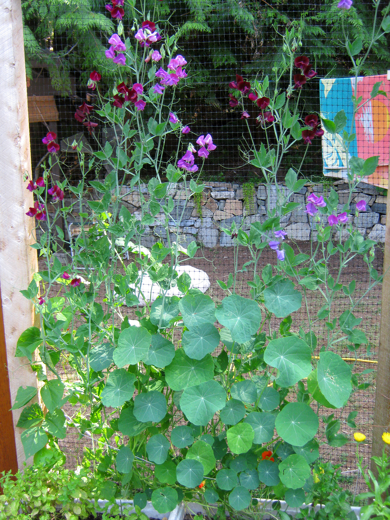 sweet peas nasturtiums permaculture garden