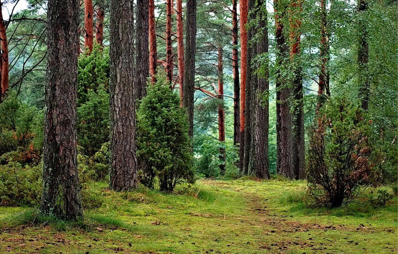 permaculture