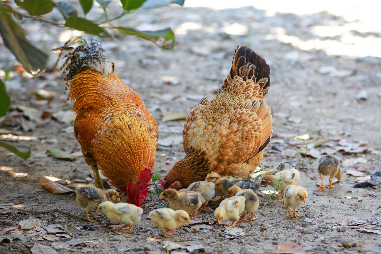 permaculture chickens