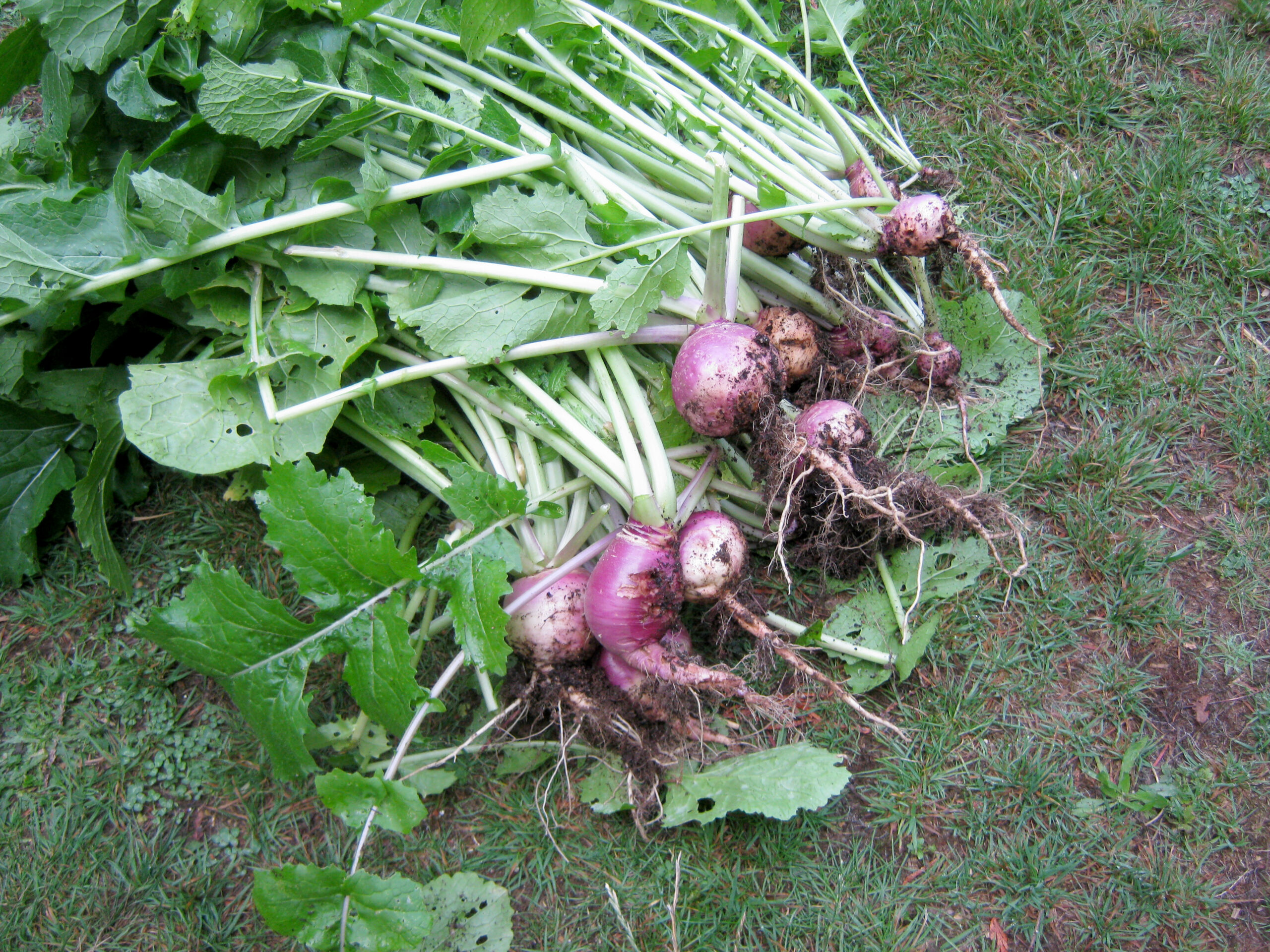 permaculture garden harvest