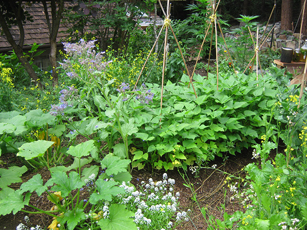 garden in July