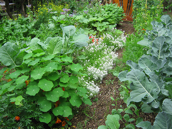 first year garden abundance