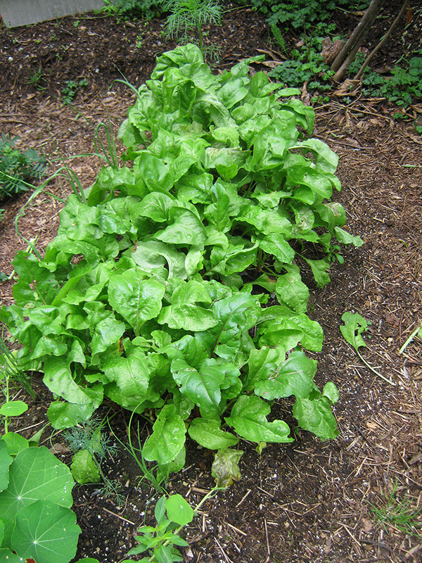 beet tops in the permaculture garden