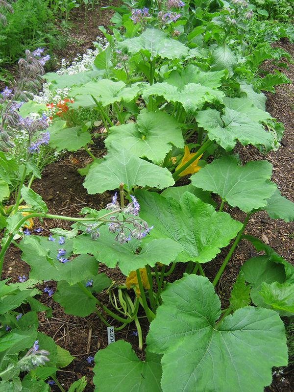 zucchini in the permaculture vegetable garden
