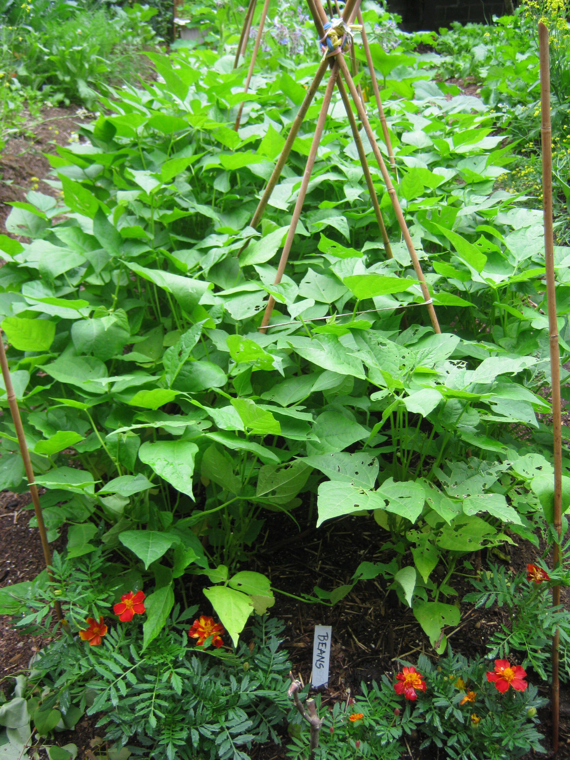 permaculture garden Black Turtle beans for drying