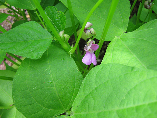 Black Turtle Bean flower in the permaculture garden