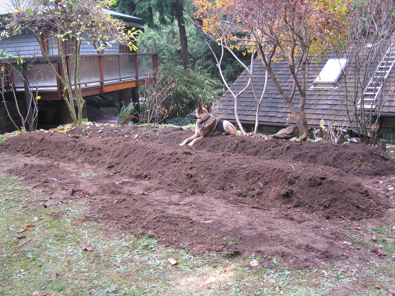 permaculture garden