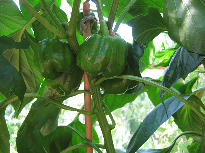 permaculture garden