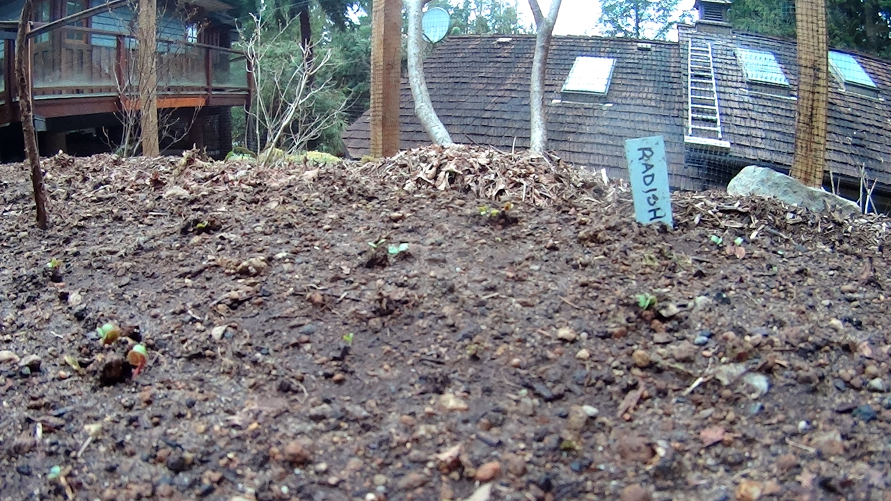 permaculture garden radishes