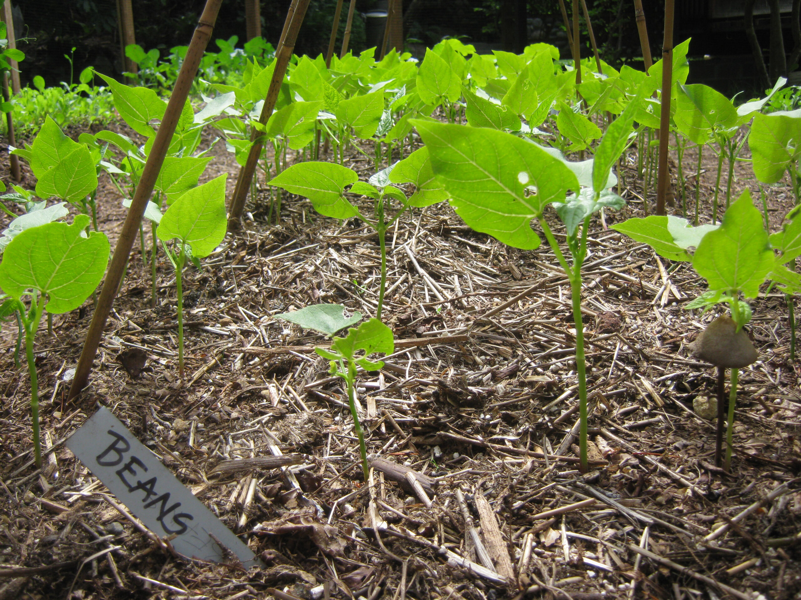 Black Turtle Beans seedlings