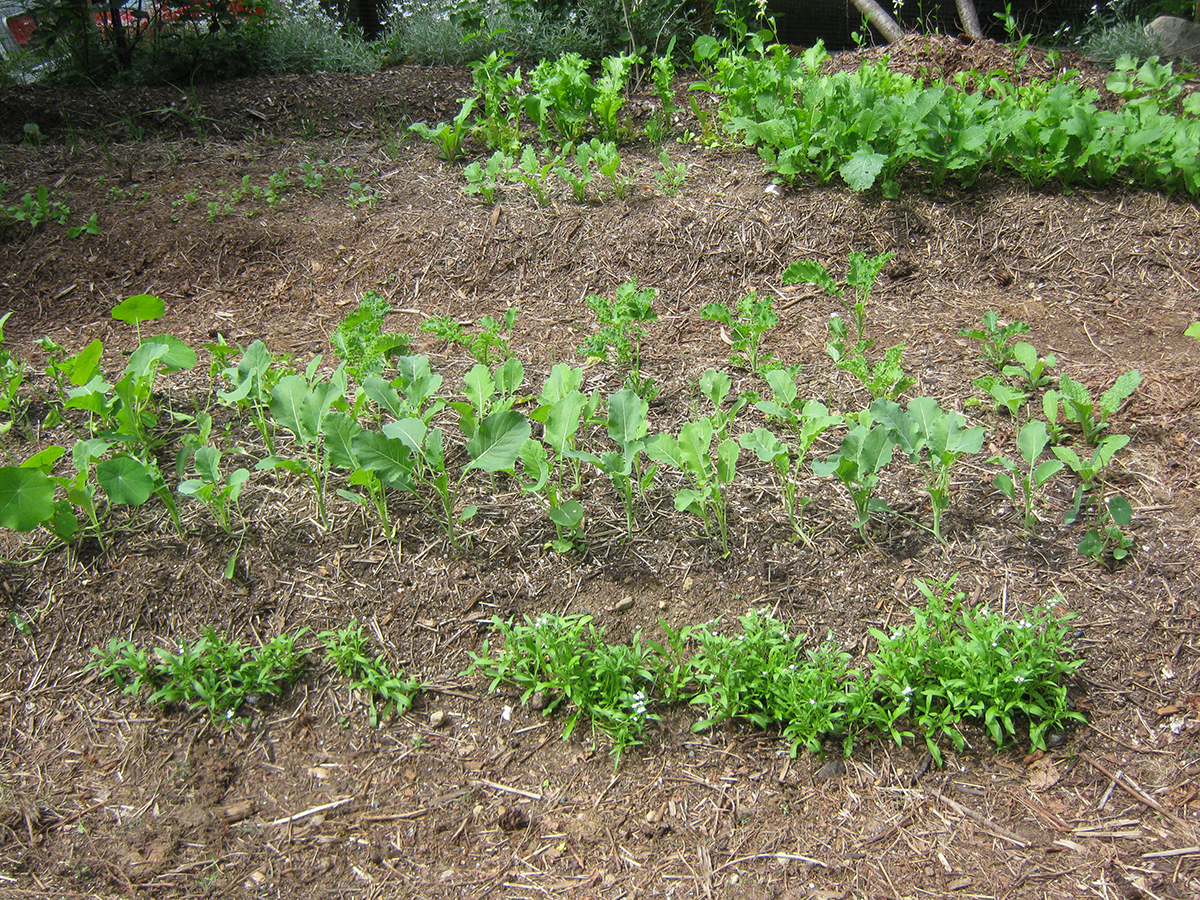 kohlrabi plants growing in new garden