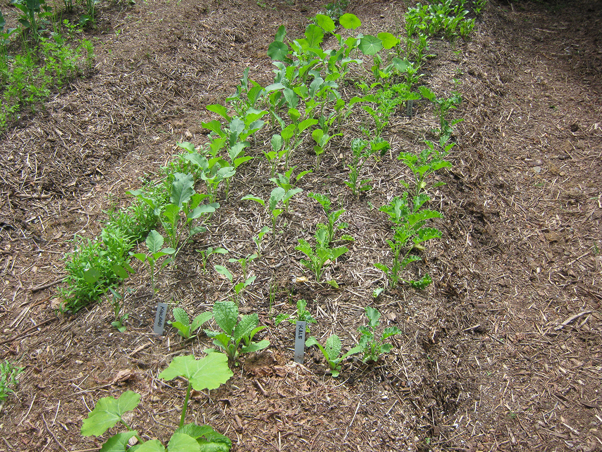 seedlings