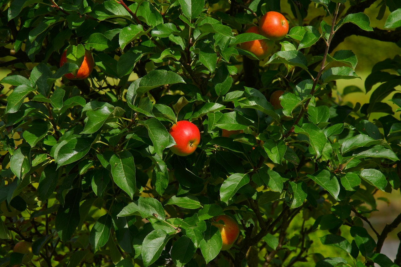 apple tree