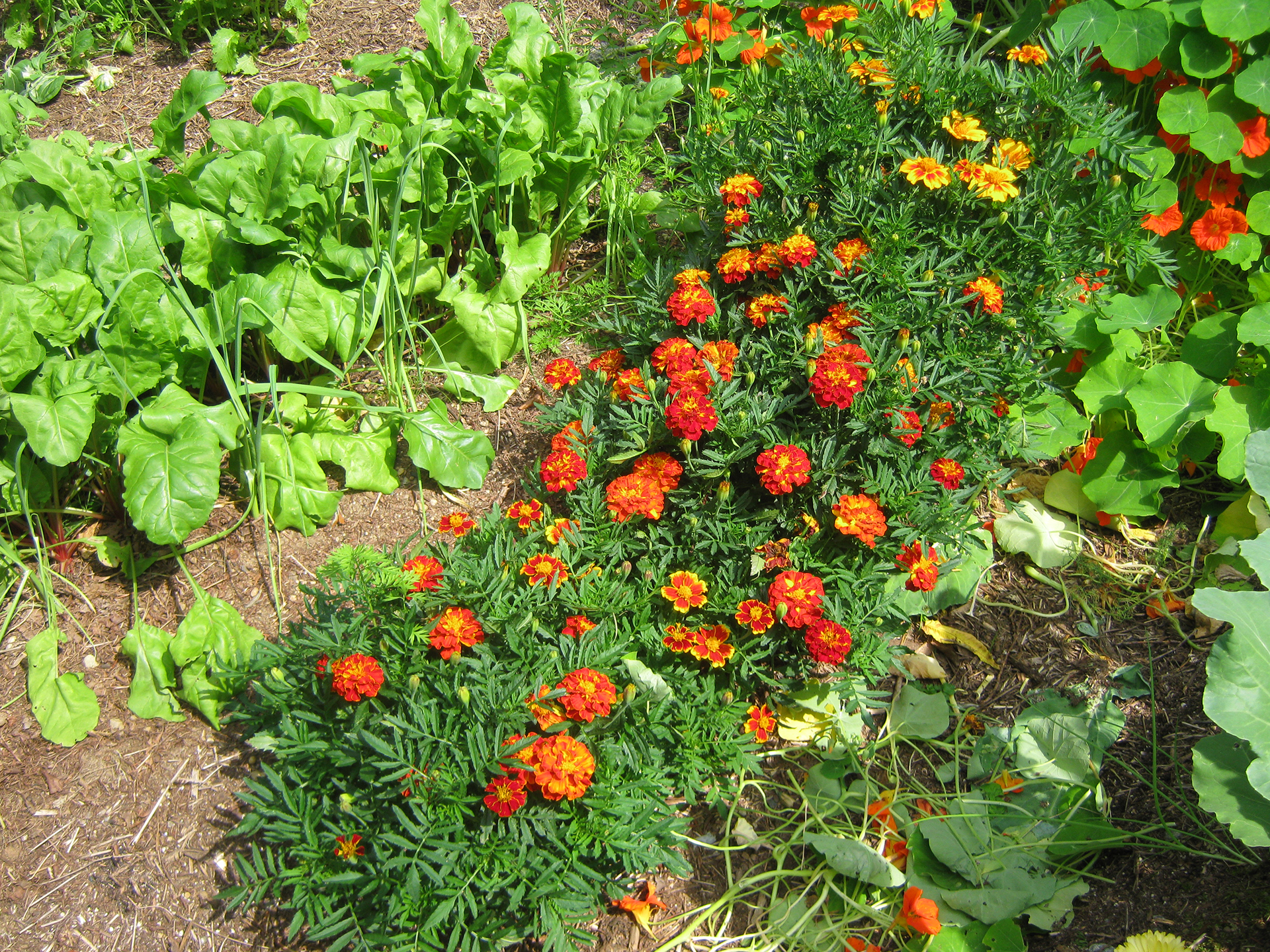 marigolds in the garden