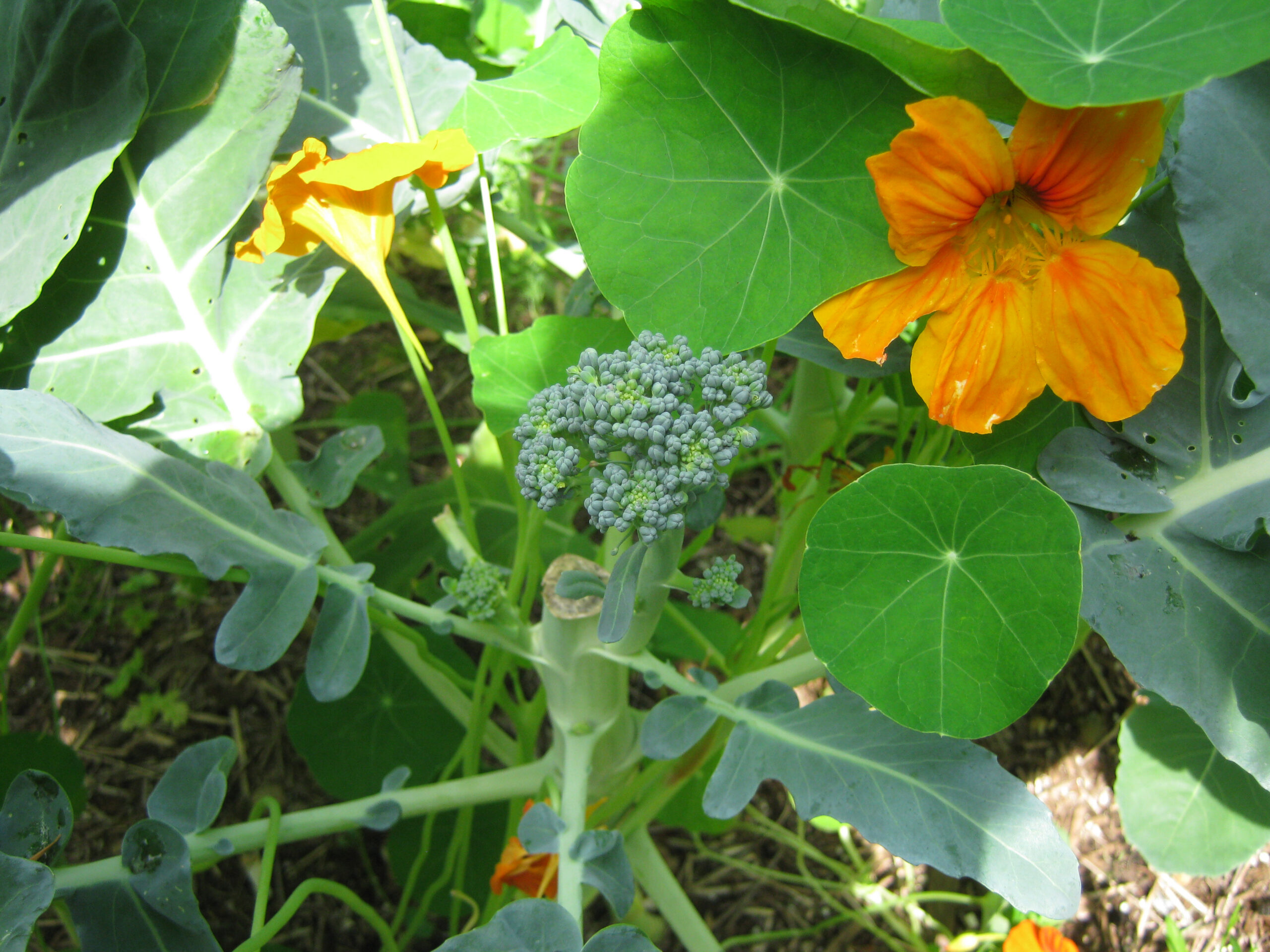 Broccoli sprouts and nasturtiums