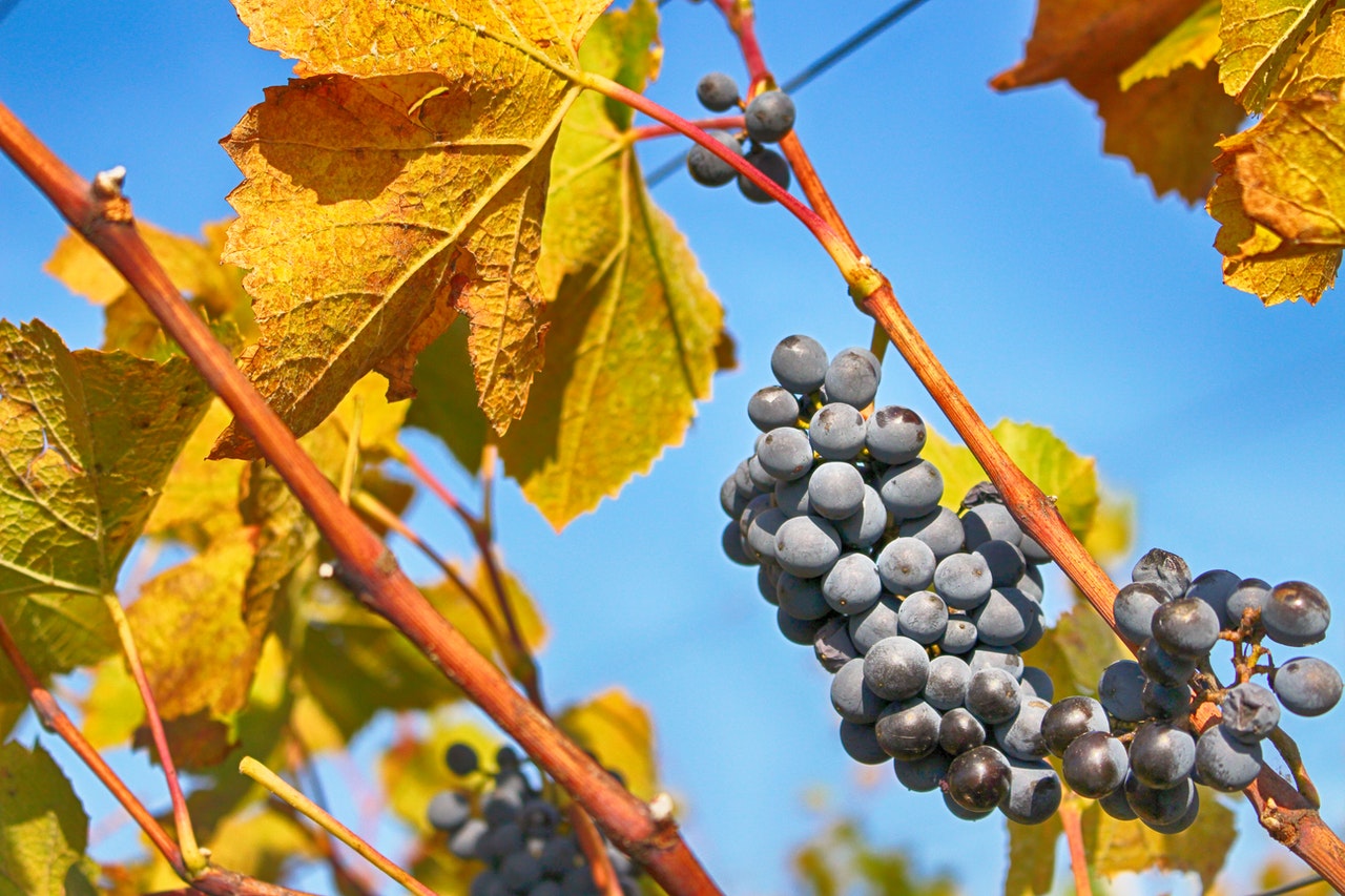 purple grapes