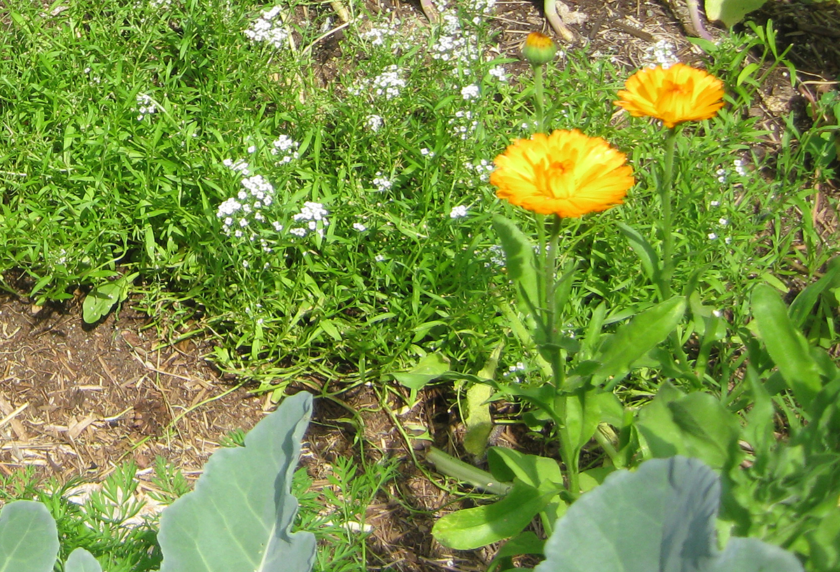 calendula flowers