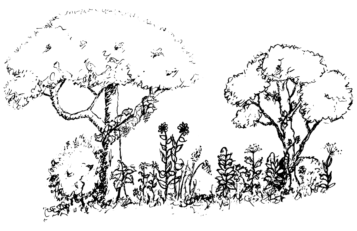 Sketch of a food forest