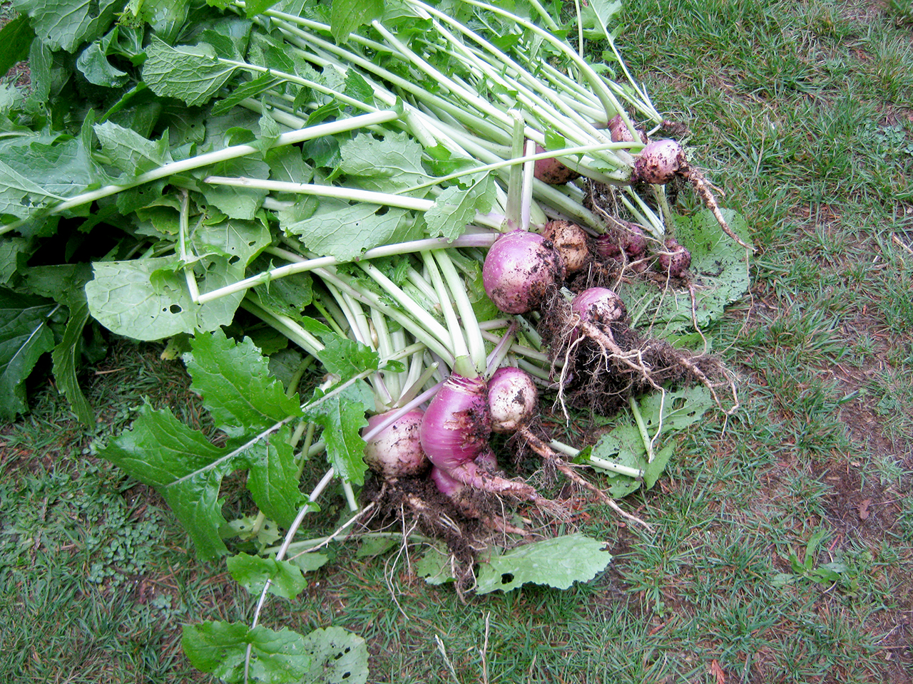 Harvesting turnips
