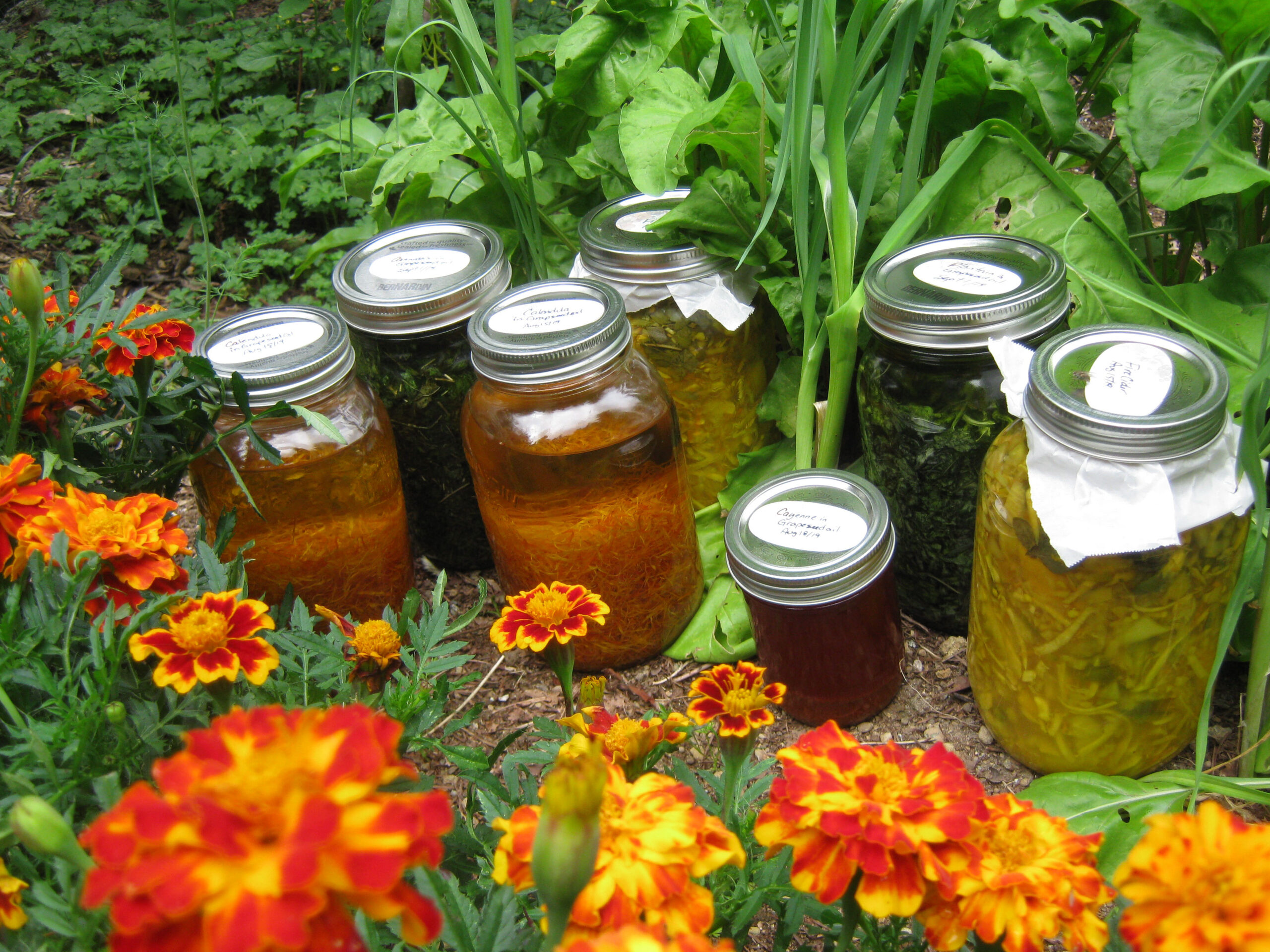 herbal infused oils