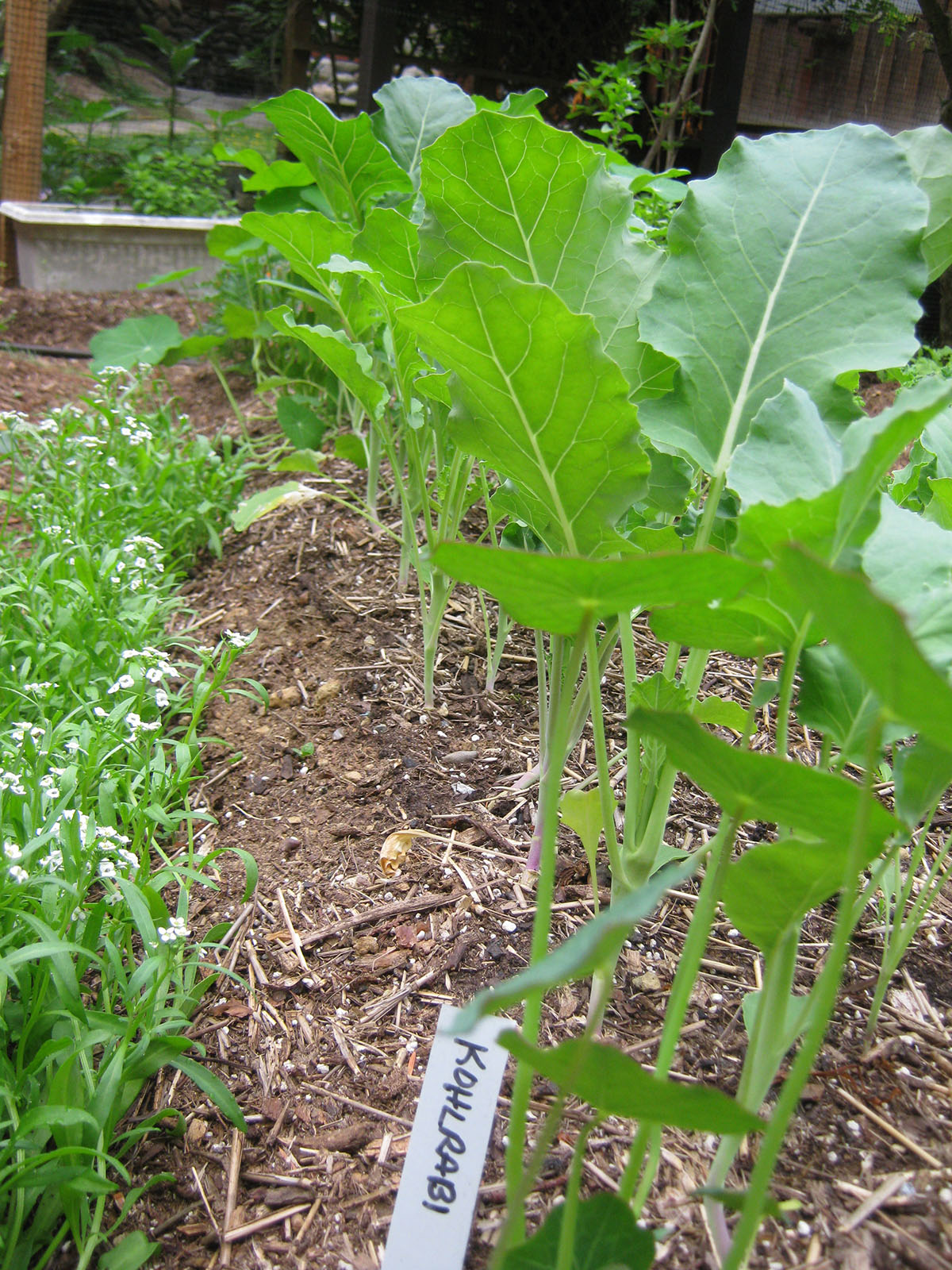 kohlrabi