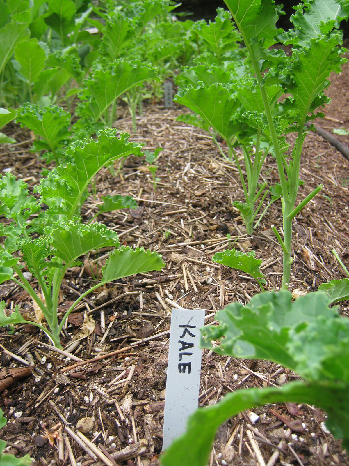 new kale plants