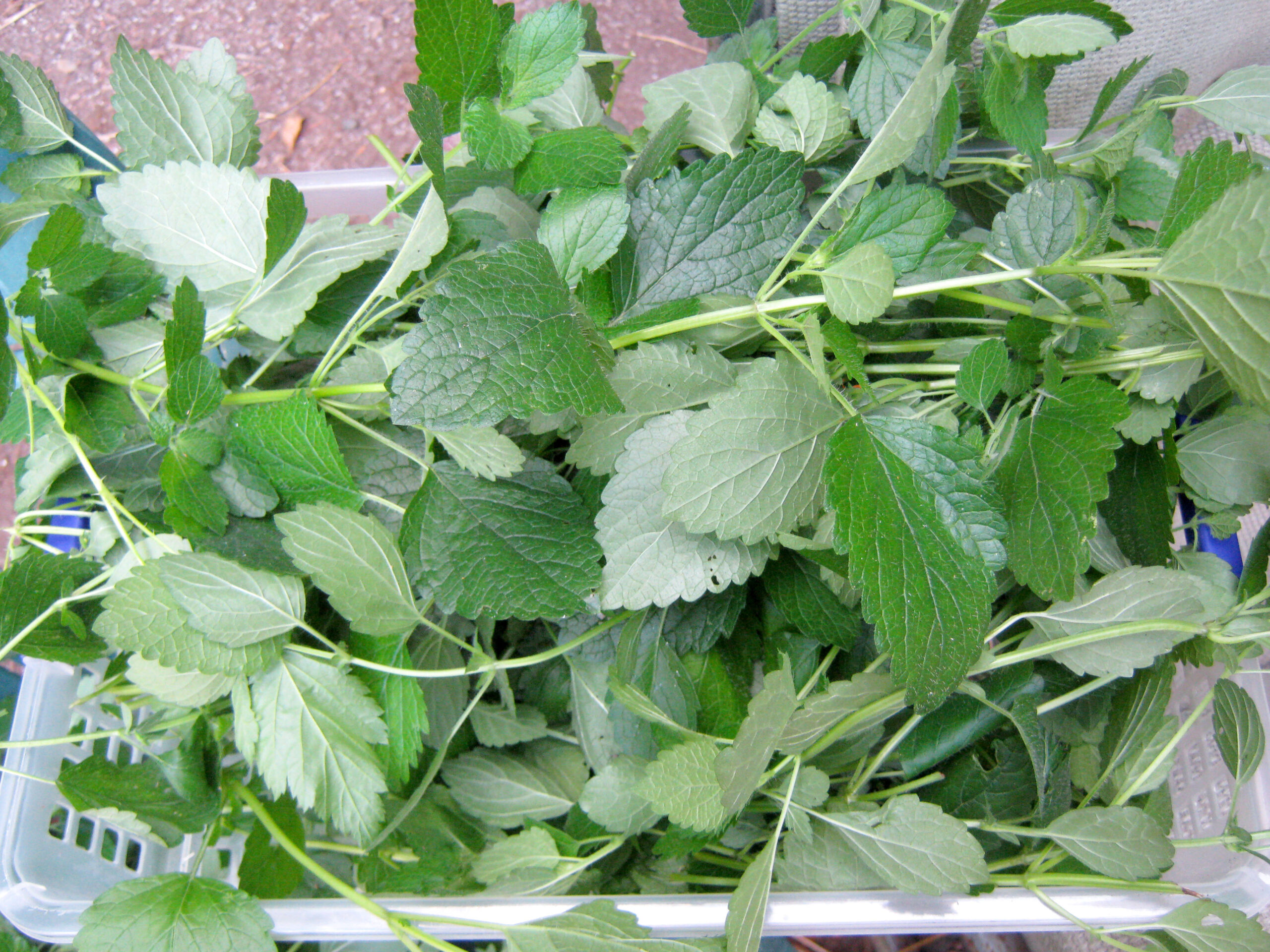 Harvesting lemon balm for drying