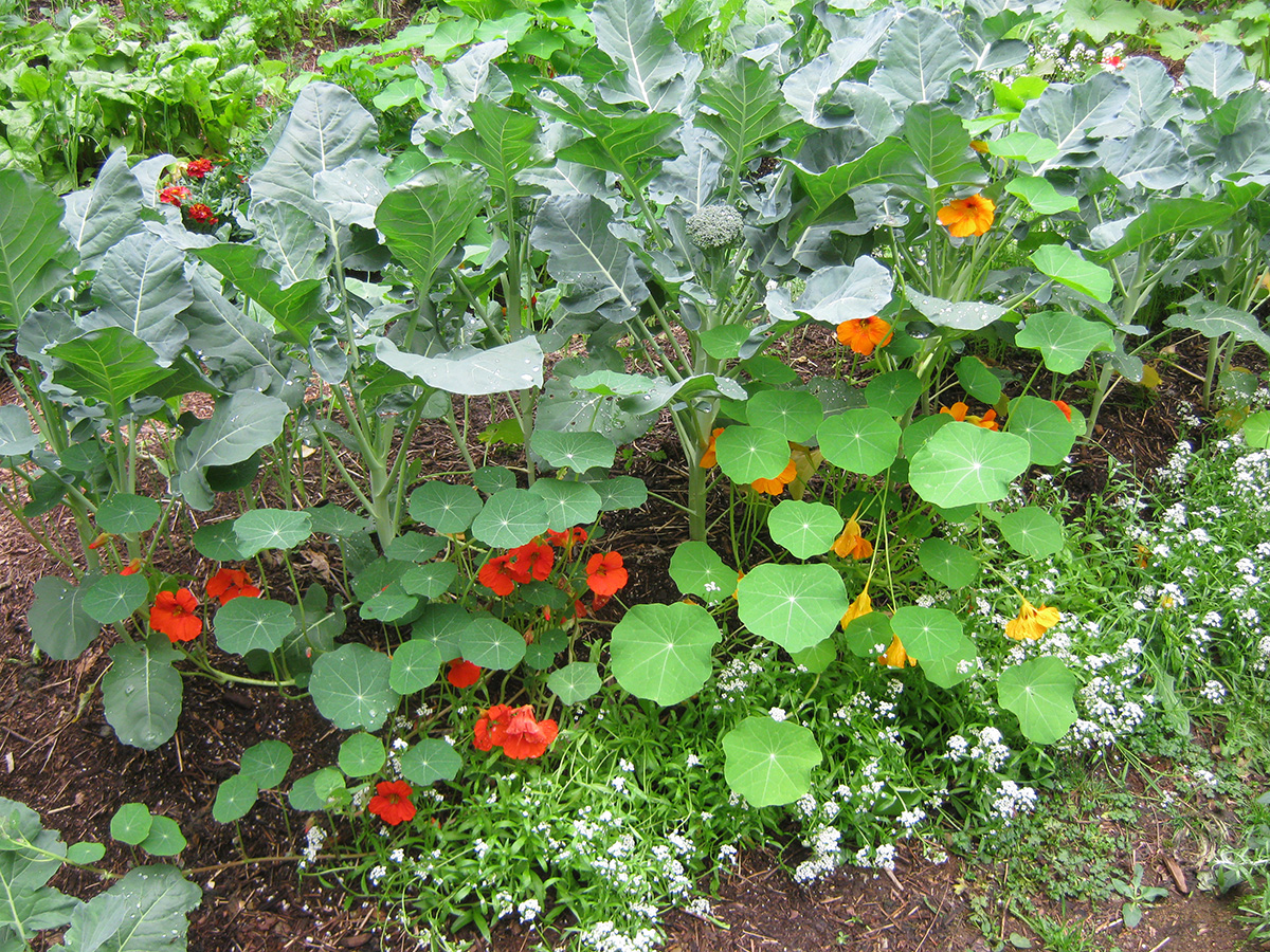 nasturtiums in the garden