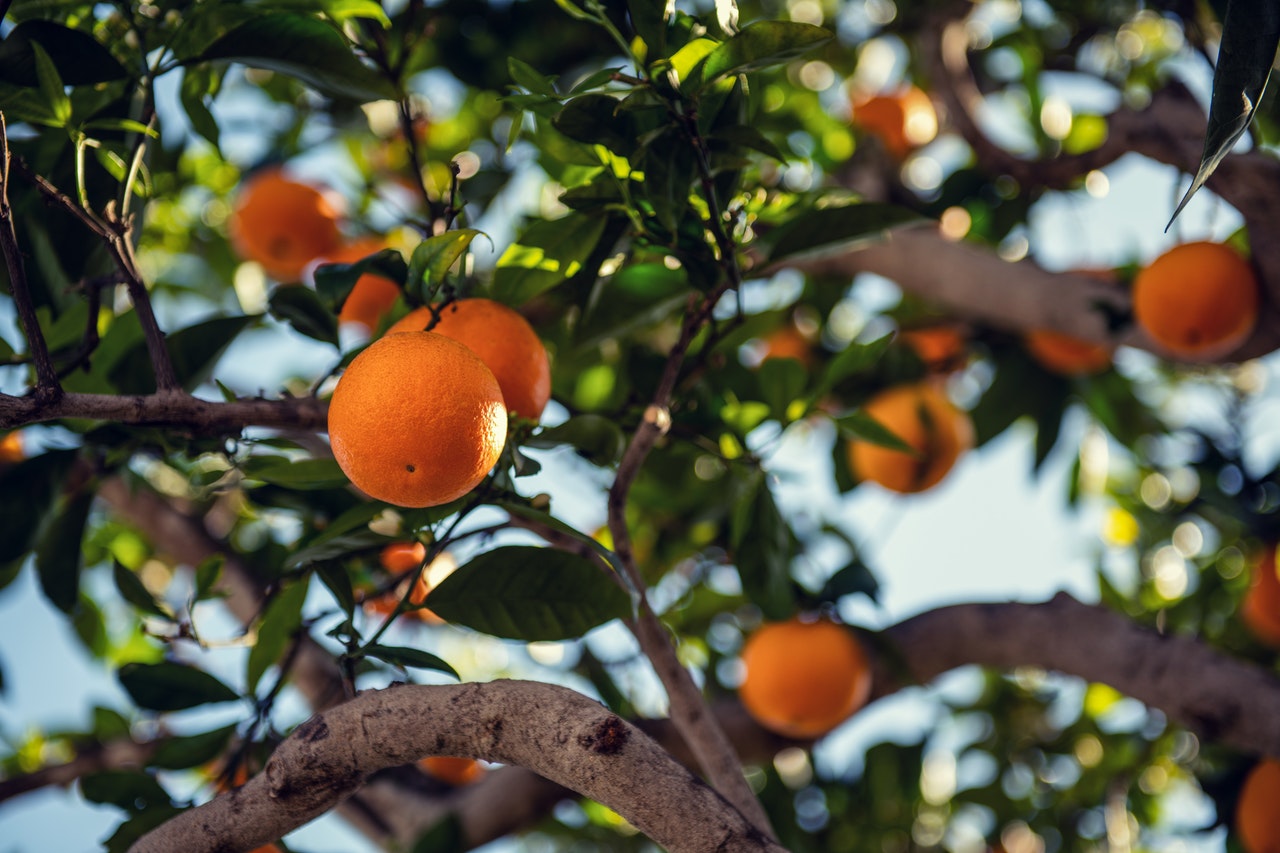 orange tree