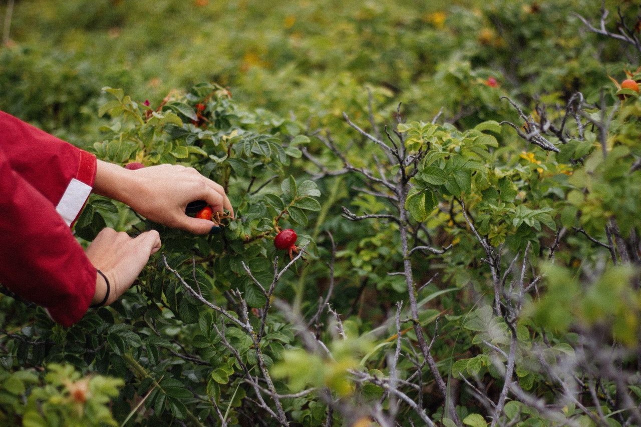 rose hips for tea