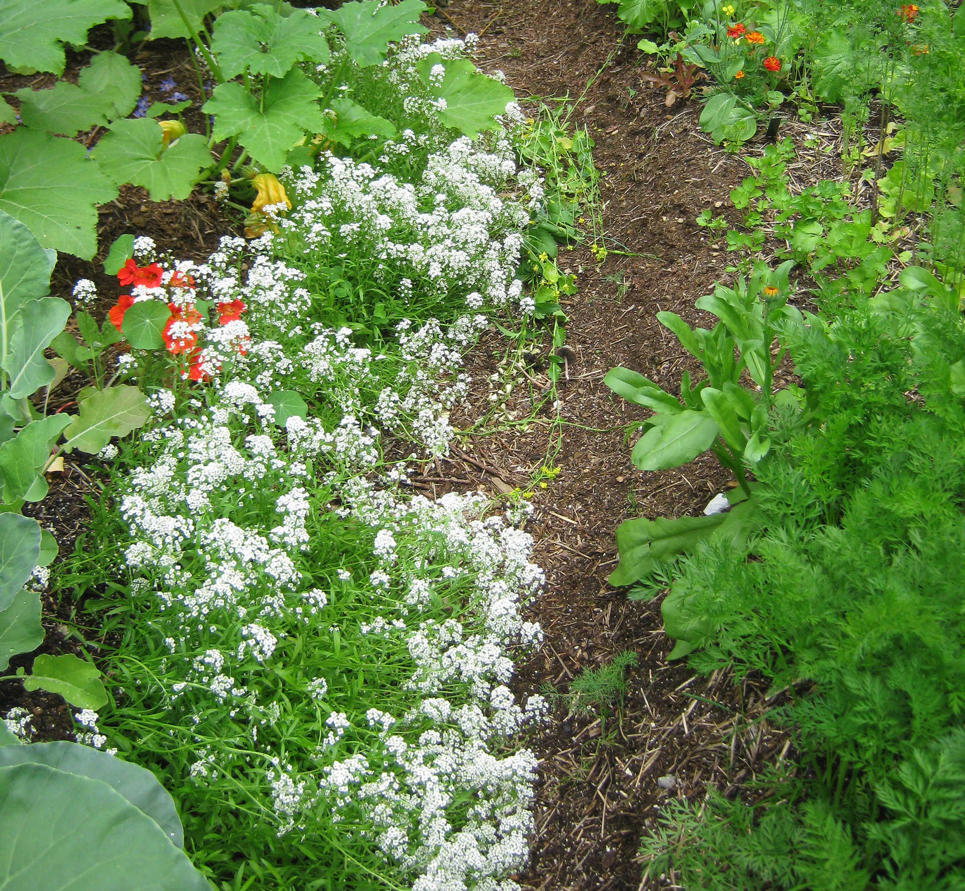 Sweet alyssum in the garden